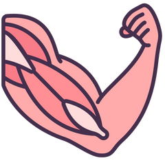Muscle support